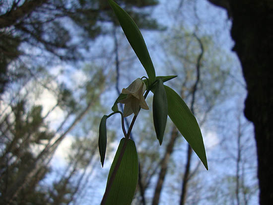 Bellwort along the Blue Trail