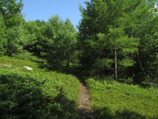 The Mt. Rowe Trail