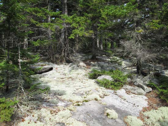 Bushwhacking to Mt. Shaw