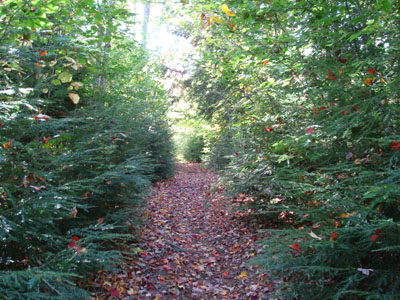Looking up the Carter Moriah Trail on the way to Mt. Surprise