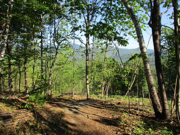 Looking down the Carter Moriah Trail adjacent to the recent logging