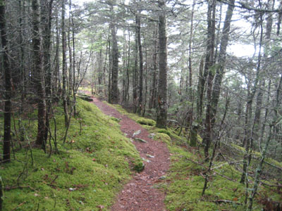 The Mt. Tecumseh Trail between the peaks