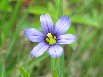 Blue-Eyed Grass on the Lower Periphery ski trail