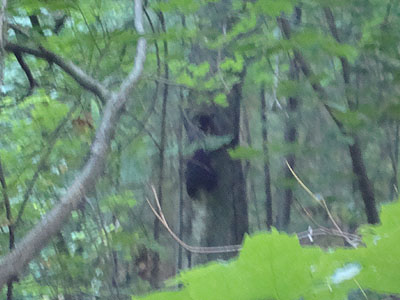 A bear near the lower Mt. Tecumseh Trail - only the second bear I've ever seen on an NH 4K hike