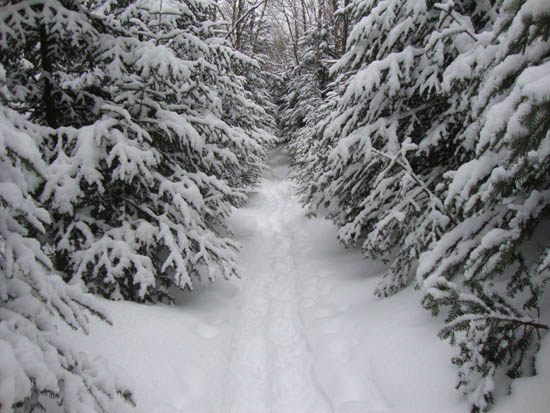 Looking down the Mt. Tecumseh Trail