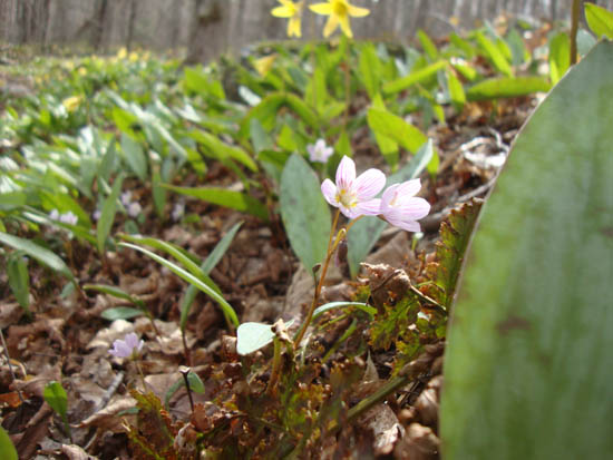 Spring beauty on the lower Mt. Tecumseh Trail