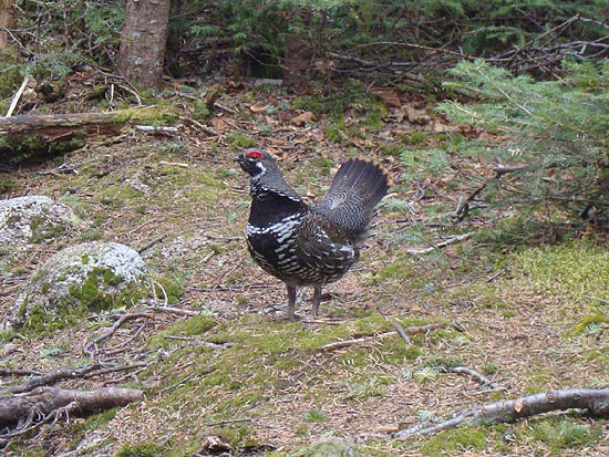 Attack chicken on the Sosman Trail
