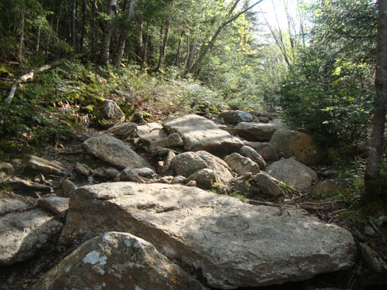 Looking up the Mt. Tecumseh Trail