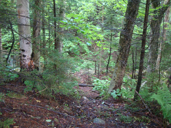 The abandoned lower Mt. Tecumseh Trail