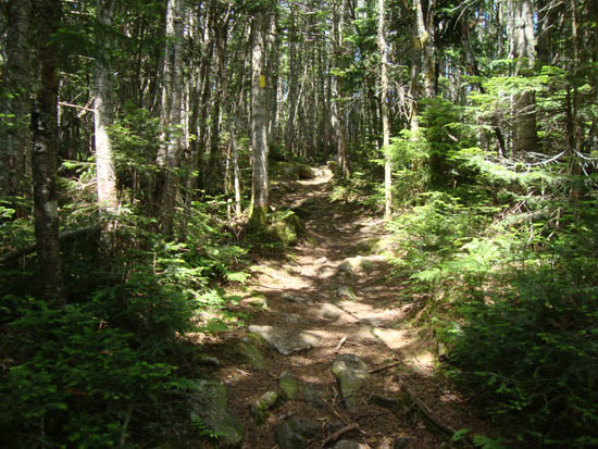 The Mt. Tecumseh Trail