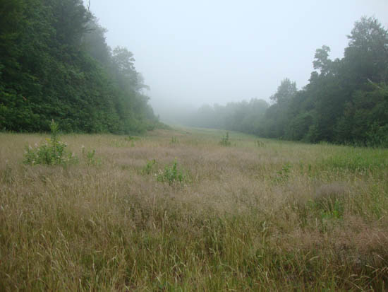 Looking up the Boneyard ski trail