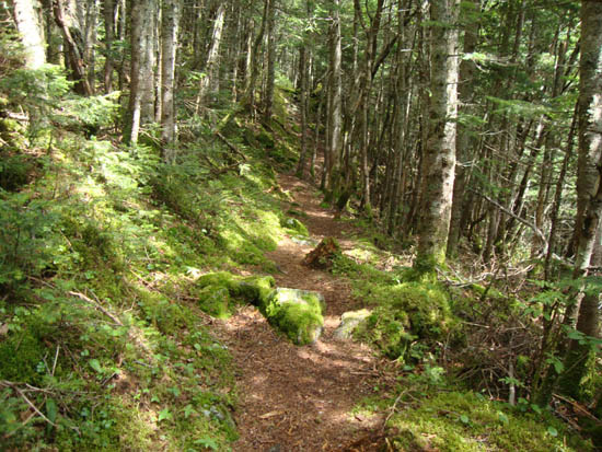 The upper Mt. Tecumseh Trail