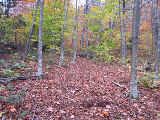 The looking up the Mt. Tecumseh Trail