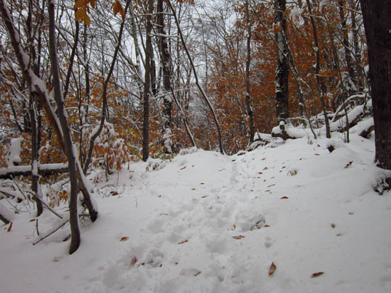The looking up the Mt. Tecumseh Trail