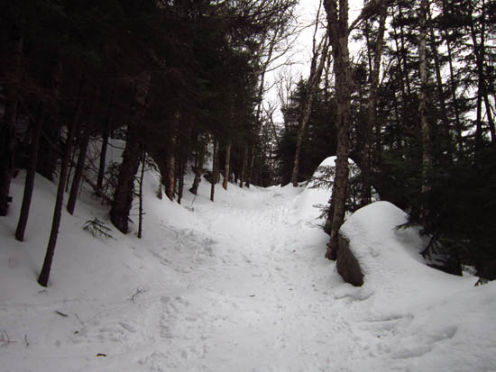 Looking up the Mt. Tecumseh Trail