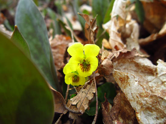 Yellow violet on the lower Mt. Tecumseh Trail