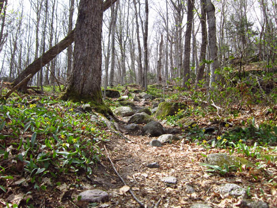 The lower Mt. Tecumseh Trail