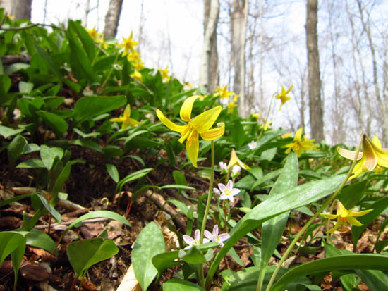 Trout lily on the lower Mt. Tecumseh Trail