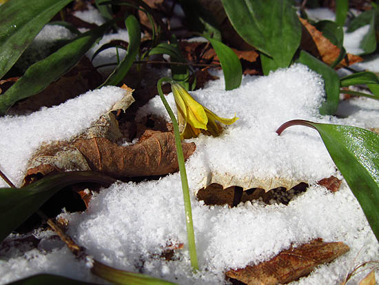 Trout lily dealing with the snow