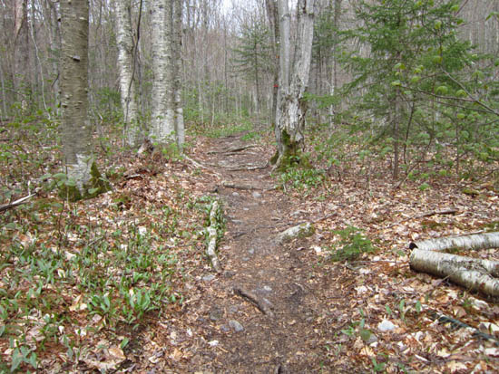Looking up the Mt. Tecumseh trail