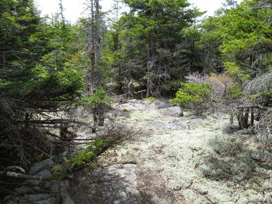 Bushwhacking between Green Mountain and Mt. Tecumseh