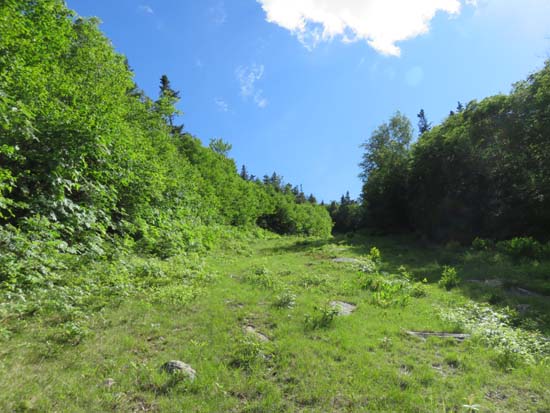 Looking up the ski trails