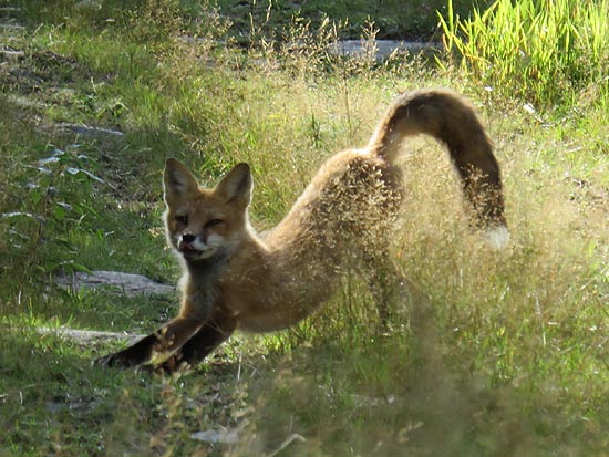 A fox on the ski trails
