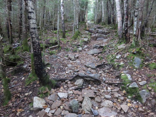 Looking up the Mt. Tecumseh Trail