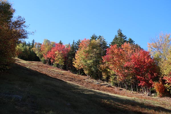 Looking up a ski trail