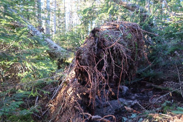 Blowdown clogged Sosman Trail
