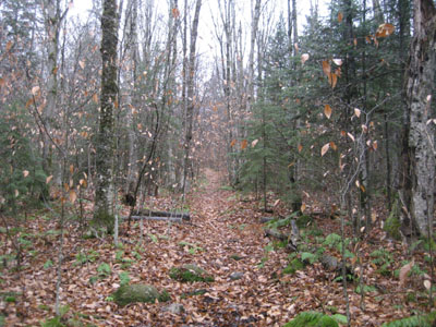 Looking up the Mt. Tecumseh Trail on a gloomy day