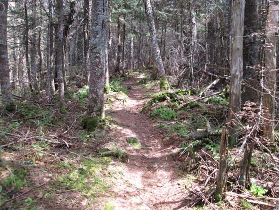 The Mt. Tecumseh Trail on the way to West Tecumseh