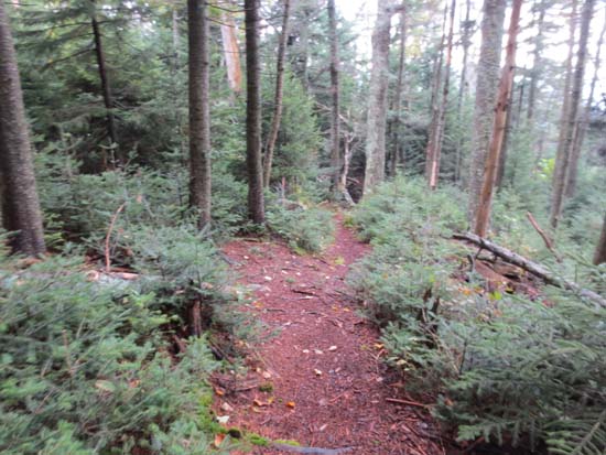 The Walden Trail