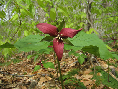 A trillium along the Lonesome Lake Trail