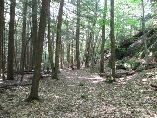 The Scout Trail
