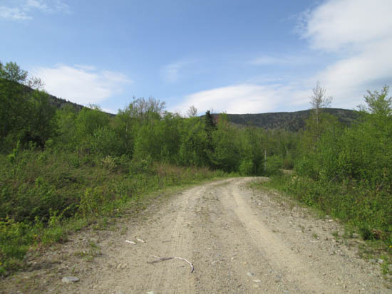 The logging road prior to the pulled culvert