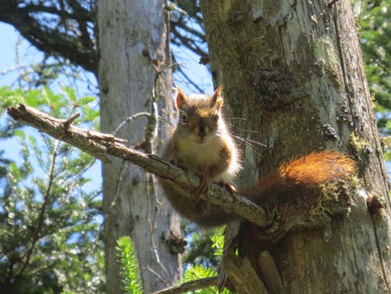 Someone watching from a branch over the trail
