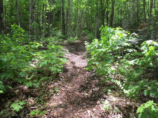 The Percy Loop Trail