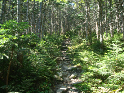 Looking up the North Twin Trail