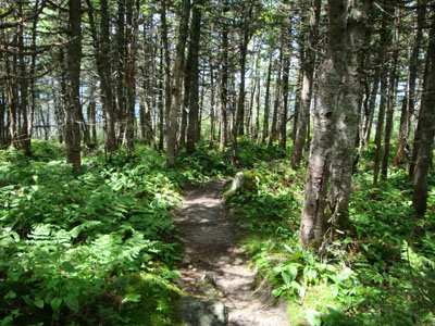 The North Twin Spur Trail on the way to North Twin Mountain