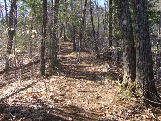 Looking up the Red Dot Trail