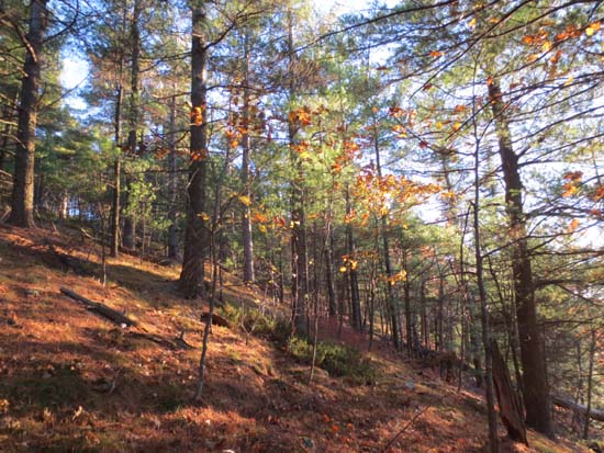Open woods bushwhacking on the way up Nottingham Mountain