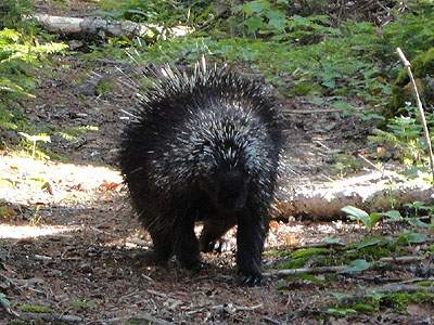 A porcupine hiking on the Vistamont Trail