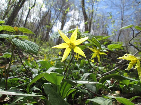 Trout lily along the Vistamont Trail