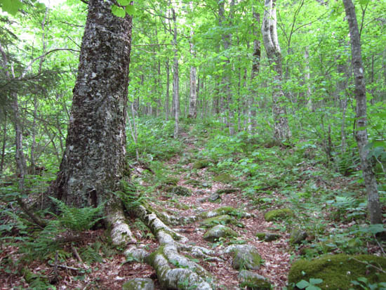 Looking up the Owl's Head Trail