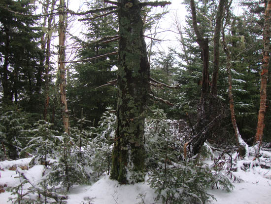 A lack of views from Owl's Head - Click to enlarge