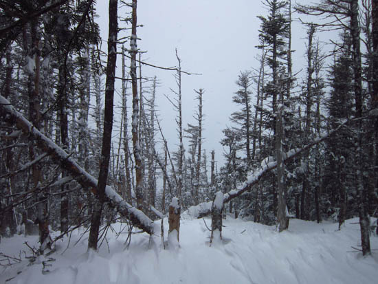 A lack of views from near the summit of Owl's Head - Click to enlarge