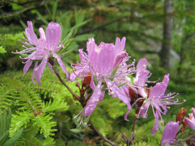 Rhodora Rhododendron on the Owl's Head slide