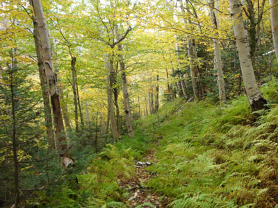 An old logging road in the birch glade, south of the slide