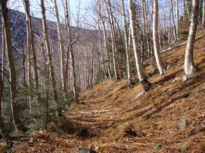 Looking down the logging road in the lower portion of the bushwhack